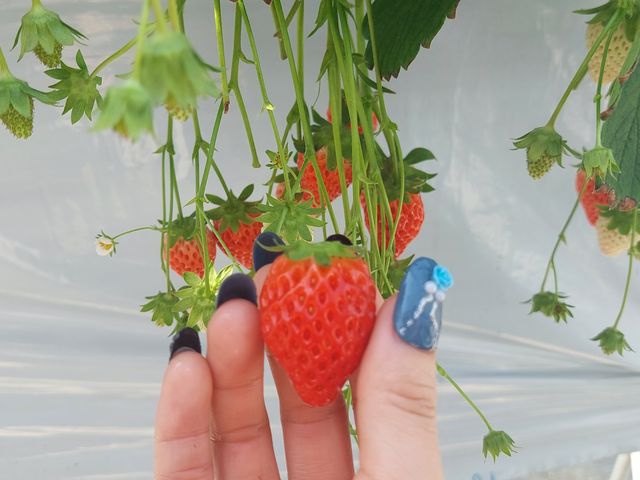 �傫�����悩�����ł��I_�������K�[�f�����͂�