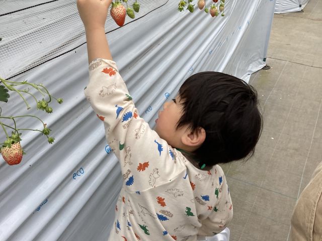 105cm�̑��q�ł���Ȋ����ł���_�������_���������s�A�b�c�@