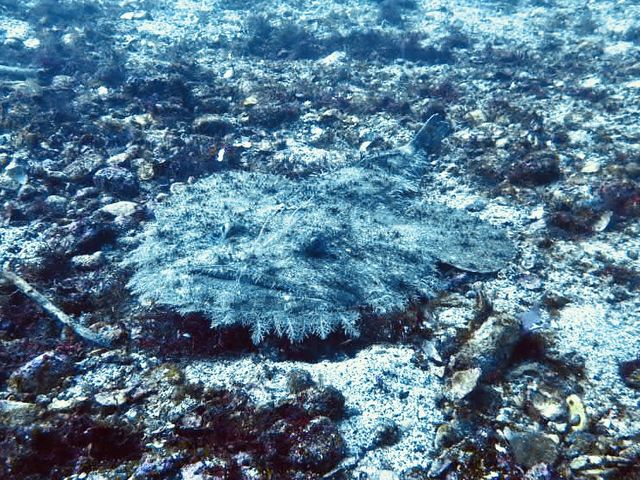 �L�A���R�E�ɑ����I��ՁI_�_�C�r���O�@�X�N�[���@Tiara