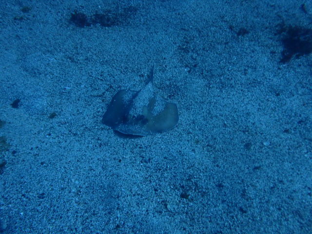 �G�C�����I_�_�C�r���O�@�X�N�[���@Tiara