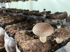 Ȃ̎c񂿂̒őւ̓eʐ^1