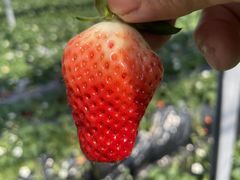 ЂłSANO Strawberry Farmւ̓eʐ^1