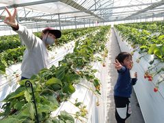 ނ񂳂SEN's Berry Farmւ̓eʐ^1