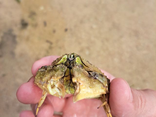 �\�f�J���b�p�J�j_feelokinawa