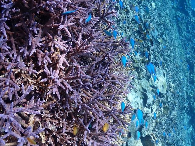 �X�^�b�t�̕����B���Ă����ʐ^�����炦�܂����I_�u���[�t�H���X�g�{�Ó�