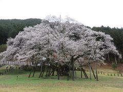 こんなに混むか - 淡墨公園 （根尾谷淡墨桜）のクチコミ