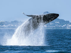 satoshĩ}Vbv }[Chւ̓eʐ^1