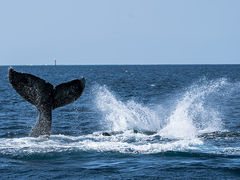 satoshĩ}Vbv }[Chւ̓eʐ^4