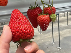 chiCiel farm(VGt@[jւ̓eʐ^1