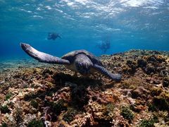 Ƃ̃}T[rX@pb\ւ̓eʐ^1