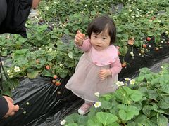 ܂邿񂳂SANO Strawberry Farmւ̓eʐ^1