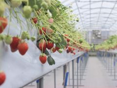 ݂strawberry farm ܂ƍH[ւ̓eʐ^1