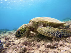 naoCHURA{Óւ̓eʐ^1