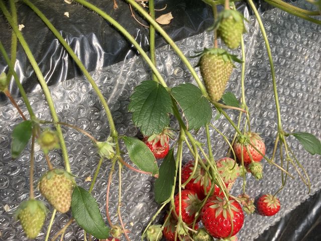 ����Ȋ����łȂ��Ă��܂���_�ÎR�_��