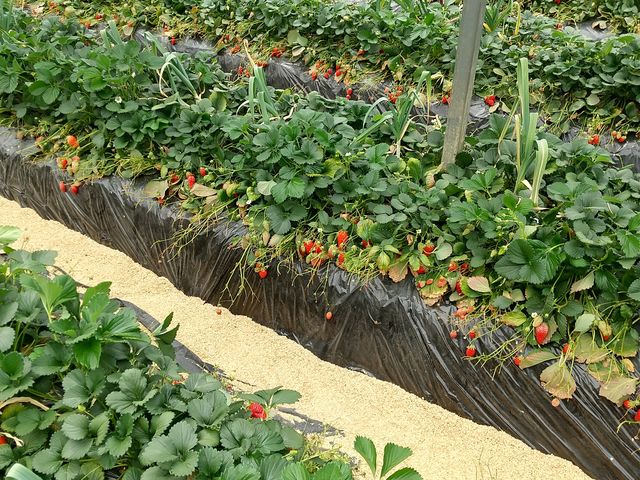 ���̓C�}�C�`�B
_���R��������