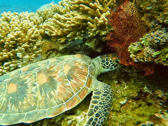 �E�~�K���̉j���͂��߂�҂��Ă܂������E�E�����܂���ł���_SHISHI�Ί_��