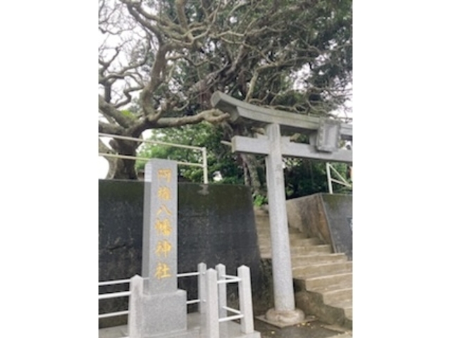 ���������_�ЁB����ȃf�C�S�̖؁B_���FTokunoshima