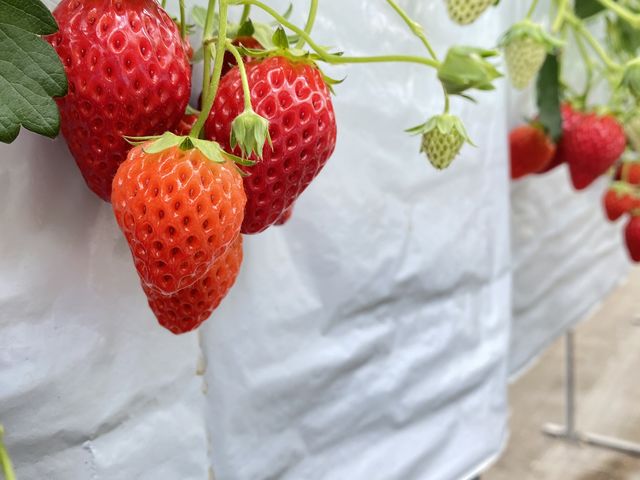 �C�`�S�������ł�_�R���R���������t�@�[��