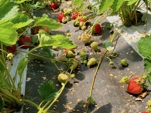 4���ŃV�[�Y���I���Ȃ̂�����܂����Ԃ��đ傫�Ȃ��܂����������񂠂�܂����I_�����@��{�_��