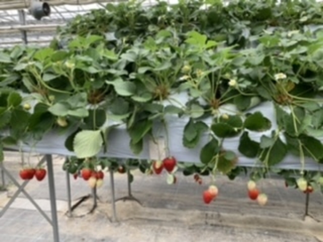 �C�`�S�̕i����L�x�ł��I_�x�ÃA�N�A�t�@�[��