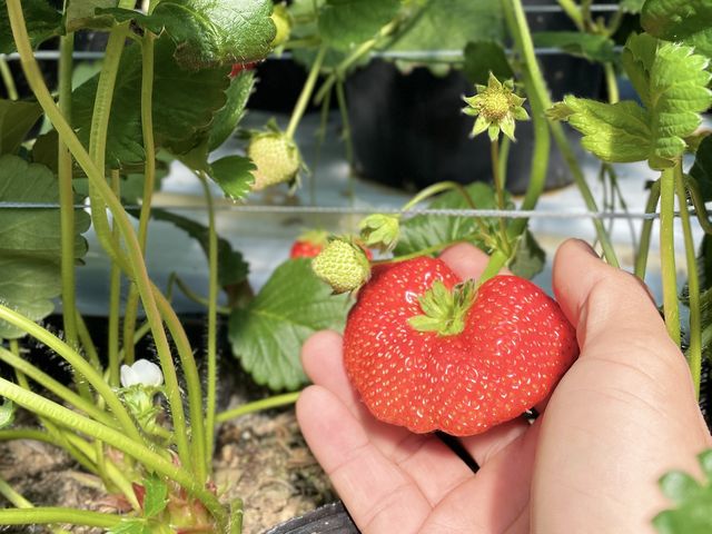 �傫���C�`�S������܂���^_^_�E�L�E�L����������ό��_��