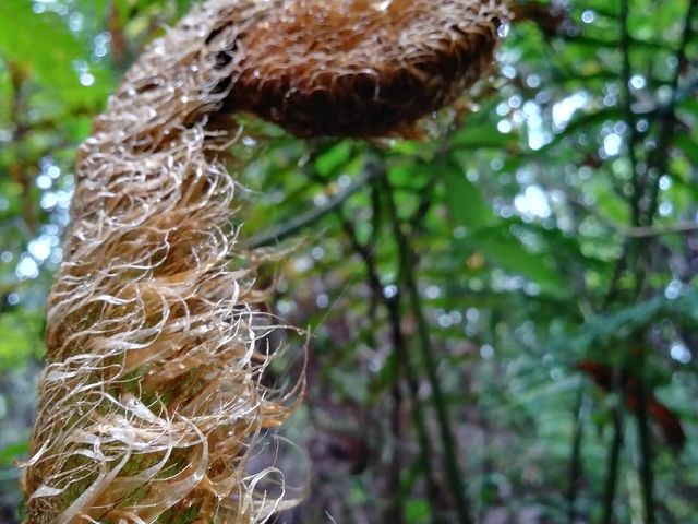 ����ȑ傫�ȃV�_�������ƂȂ��ł��B�A�o�^�[�̐��E�ɖ������񂾂݂���_�����g���b�N