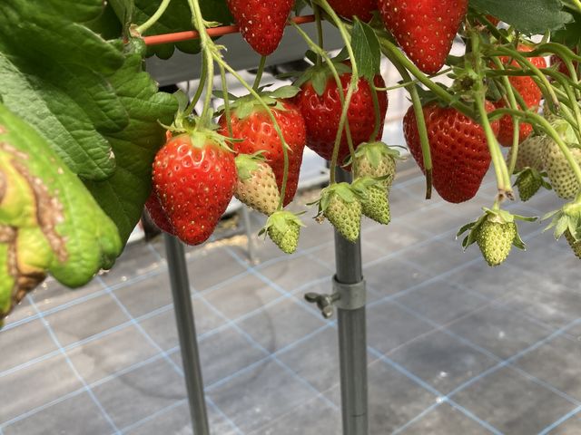 �S���H�ׂ܂���(��)_�_���g���@�l�@���Ă�܉c�_�g��