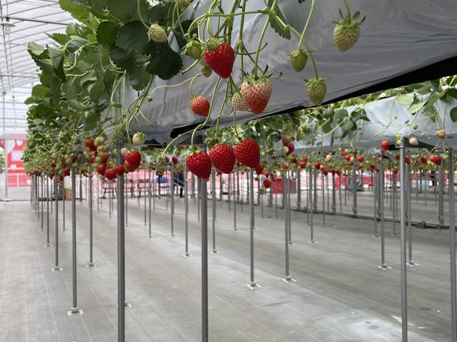 �ǂ��ʒu�ɃC�`�S������܂��B_�X�g���x���[�t�@�[��BERRYBERRYBERRY