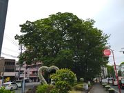 chicö@Ղ̗n˂̓eʐ^1