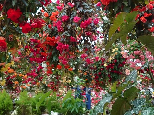 �x�S�j�A_�����@�Ԃ��������