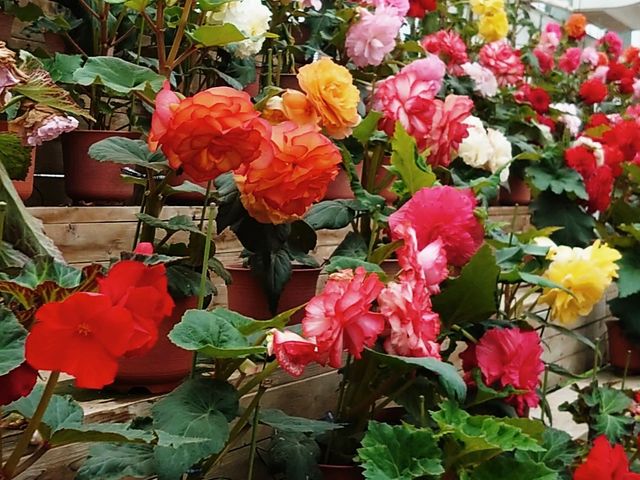 �x�S�j�A_�����@�Ԃ��������