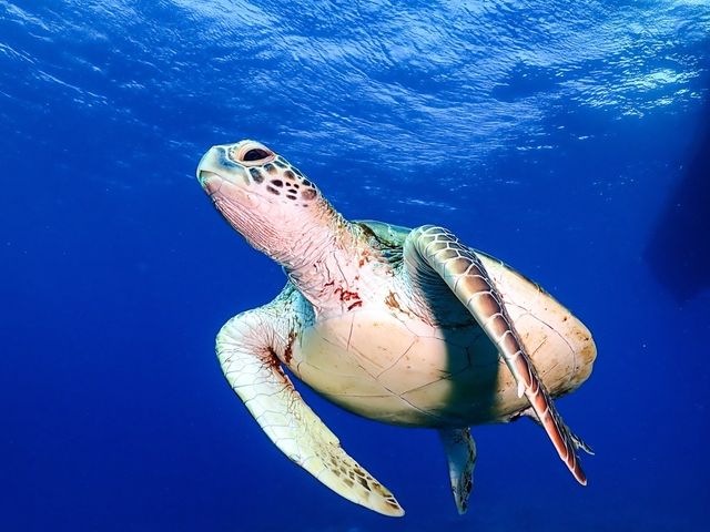 E~Kɑ_F's GAME DIVING