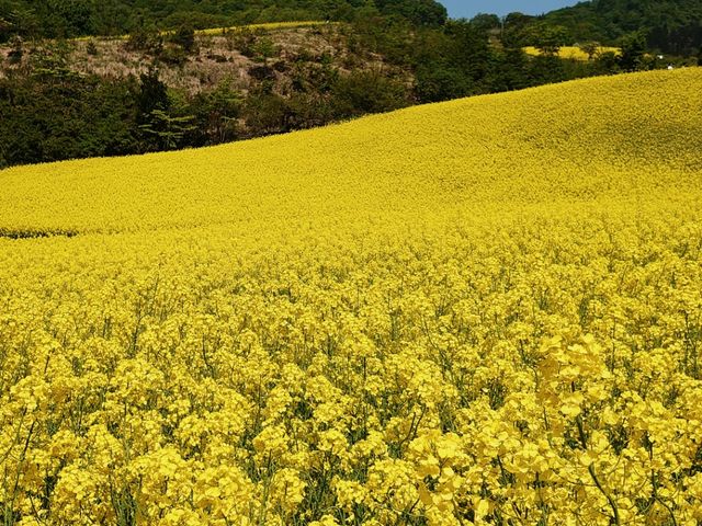 ���J�̍؂̉�_�O�m�q�X�L�[��