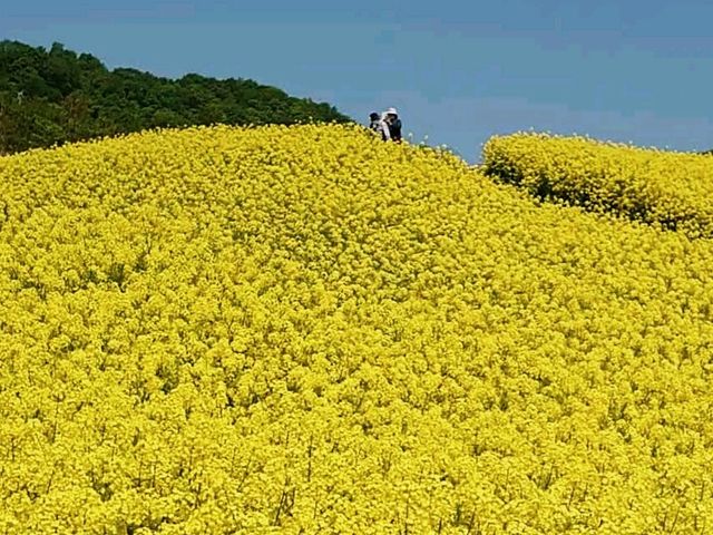 �؂̉Ԕ�_�O�m�q�X�L�[��