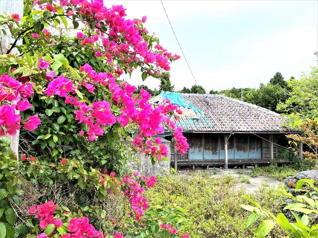 �f��u�i�r�B�̗��v(1999�N���J���P�n)_������