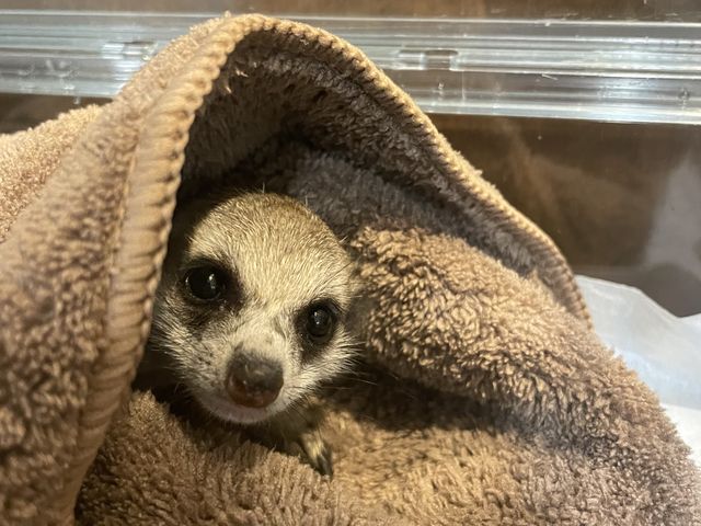 �~�[���L���b�g�̐Ԃ��������܂����B_animal cafe fuleca �O�{�X