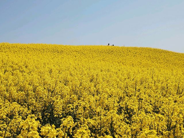 ���J�̍؂̉Ԕ�_�O�m�q�X�L�[��