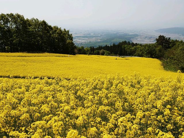 ���J�̍؂̉Ԕ�_�O�m�q�X�L�[��