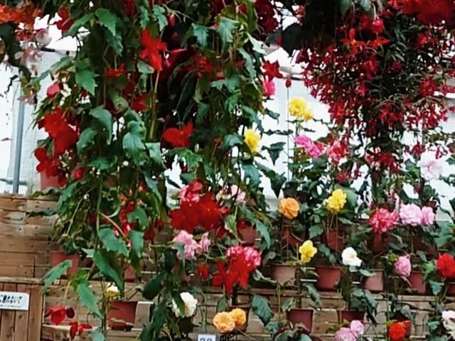 �x�S�j�A_�����@�Ԃ��������