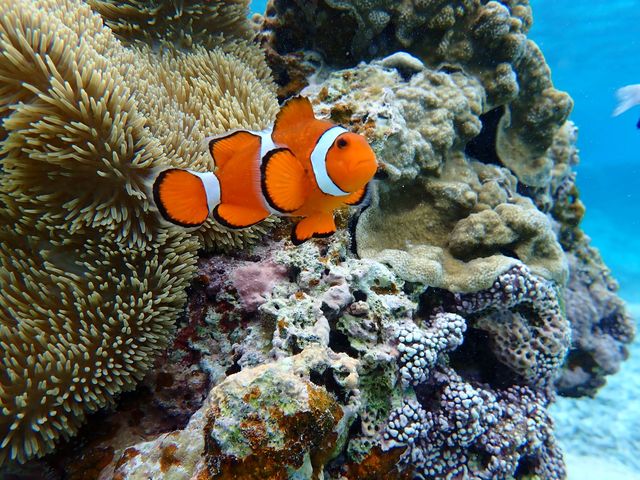 ��������
_BLUE ALOHA�{�Ó�