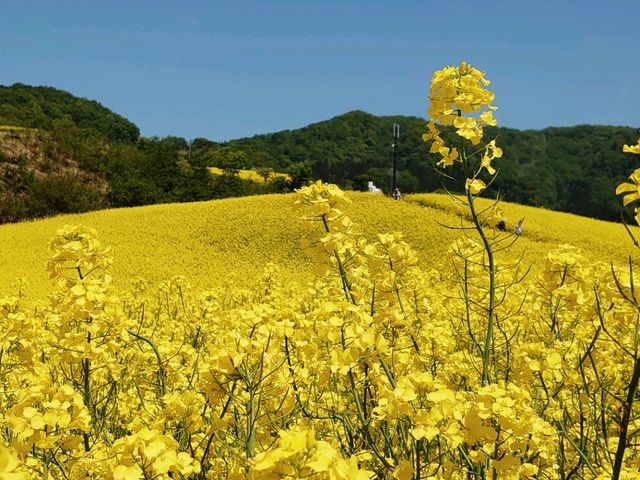 ���J�̍؂̉�_�O�m�q�X�L�[��