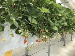 ܂肳񂳂̃_NoYt@[ւ̓eʐ^1