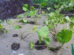 񂳂̈ɓ킳у~[WAւ̓eʐ^4