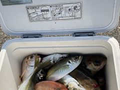 ��������񂳂�̃Q�X�g�n�E�X�̃X�^�W�I51�ւ̓��e�ʐ^1