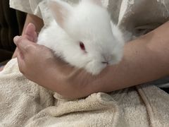 Ȃ邳animal cafe fuleca O{Xւ̓eʐ^1