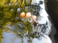 Sport & Do Resort \̐X̎ʐ^3