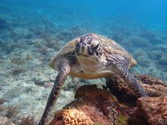 ����΂���̉��v�����R�ē��ւ̓��e�ʐ^1