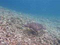 l̃}T[rX@pb\ւ̓eʐ^1