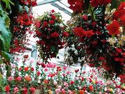 yu]cyan̓@Ԃ߂̓eʐ^4