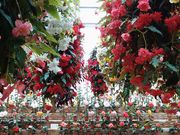 yu]cyan̓@Ԃ߂̓eʐ^2